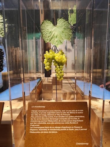 Une grappe de raisin est exposée dans une vitrine en verre.